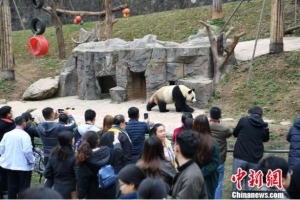 海外华文媒体代表都江堰“邂逅”大熊猫