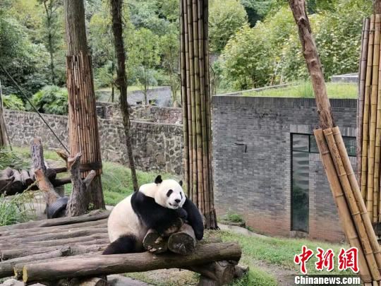 海外华媒在川“趣逗”大熊猫