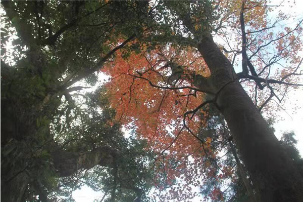 神奇的龙泉柳山头村